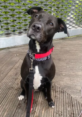 Rexi, Cross Breed, Female, Approximately 14 Months Old, Dark Brown/Black and White, Medium, Short Hair
