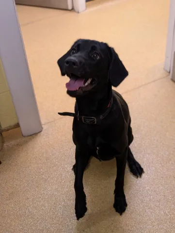 Ruby, Cross Lab/Pointer, Female, 11 Months Old, Black with White, Large, Short Hair. 🐾