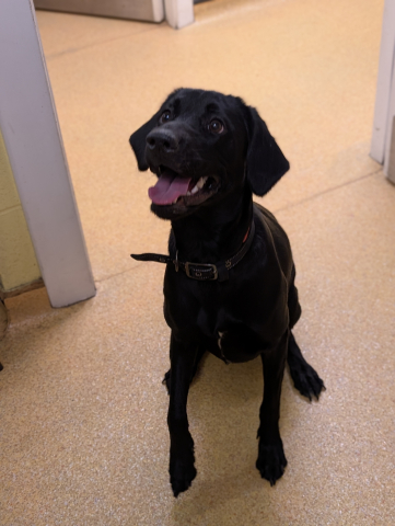 Ruby, Cross Lab/Pointer, Female, 11 Months Old, Black with White, Large, Short Hair. 🐾