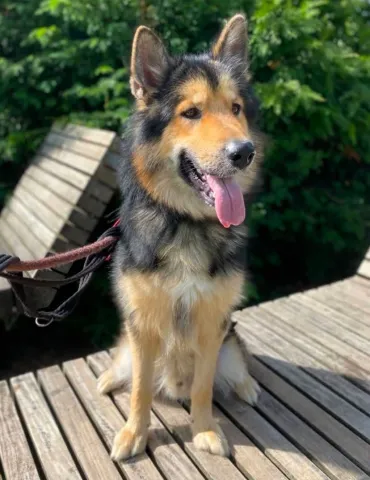 Sam, Cross German Shepherd, Male, 2 Years Old, Black & Tan, Large, Semi Long Hair