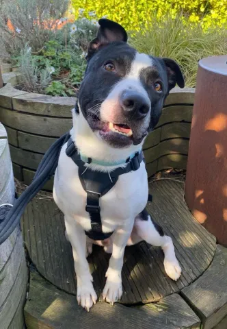 Snoopy, Cross Staffie, male, 3 and a half years old, black & white, short hair, medium.