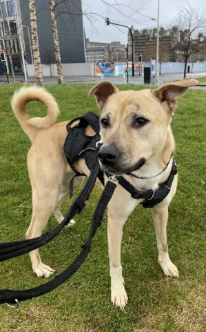 Star, Mongrel, Female, 2.5 years old, Fawn/Brindle/White, Medium, Short Hair. 