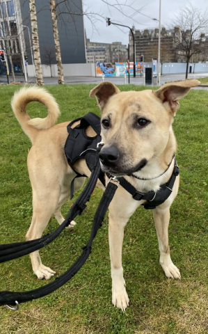 Star, Mongrel, Female, 2.5 years old, Fawn/Brindle/White, Medium, Short Hair. 