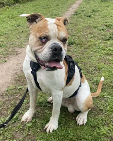 Zeus, American Bulldog Type, Male, Approximately 10 Years Old, Tan & White, Medium to Large, Short Hair