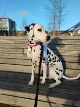 Belle, Dalmatian, female, 2 years 6 months old, white and black, short hair, medium.