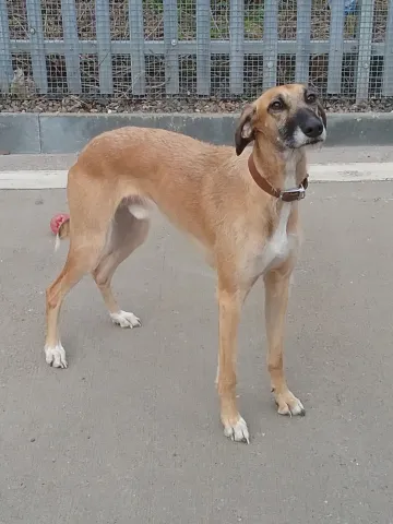 Buddy, Buddy, Lurcher, male, aged 2 years, tan and white, rough coated, large. 