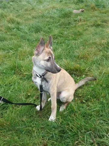 Chancer (2017) Image