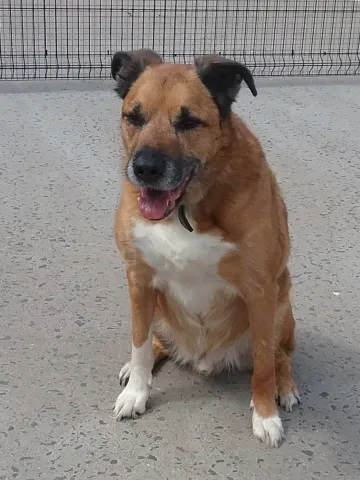Charlie, Cross Collie/German Shepherd, male, aged 11 years, tan and white, short hair, large size.