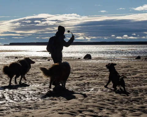 Dog walking on the beach