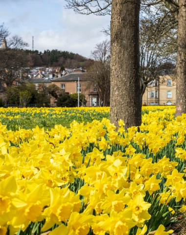 Daffodils in Dudhope Park
