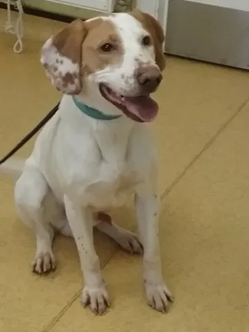 Fred, Cross Fox Hound, male, aged 1 year, white and tan, short hair, med.