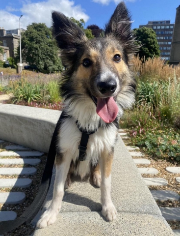 Haggis Haggis, Collie, Male, Approximately 6 months old, Tri colour, Long Hair
