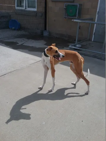 Jericho (2017) Image