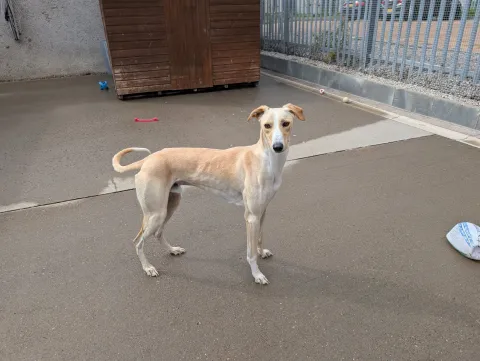 Max, Lurcher, Male, Approximately 2 years and 8 months old, Fawn & White, Large, Short Hair.