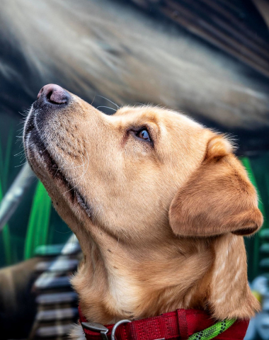 Dog at Riverside Drive