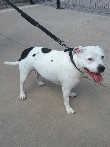 Snoopy, Staffordshire Bull Terrier, male, aged 5 years. White and black, short hair, medium size.