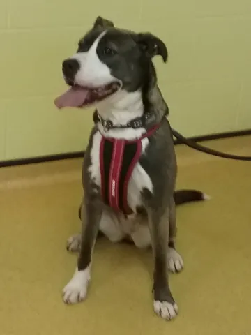 Storm, Mongrel, female, aged 13 months, brown sable and white, short coat, large.