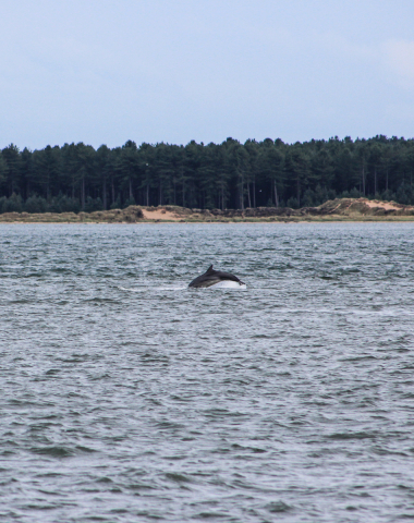 Dolphin In The Tay