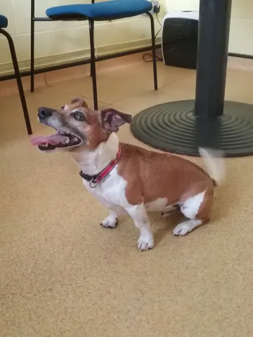 Winston, Jack Russell, male, aged 6 years, white and tan, short, hair, small