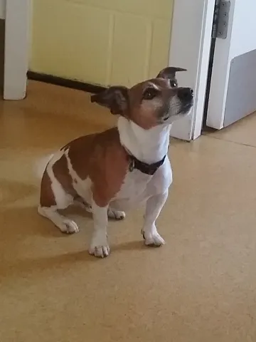 Winston, Jack Russell, male, aged 6 years, white and tan, short hair, small.