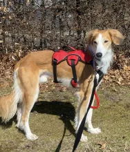 Saluki, Male, Approximately 3 Years old, Tan and White, Medium to Large, Feathered Coat. 