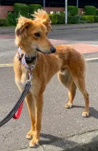  Foxy, Saluki Cross, Male, Approximately 1 to 2 Years Old, Tan and Black, Medium, Feathered Coat. 