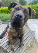 Paddy, Cross Breed, Male, Approximately 1 Year Old, Brindle & White, Medium to Large, Short Hair. 