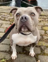 Nova, Pocket Bully, Female, 3 Years Old, Grey & White, Small, Short Hair