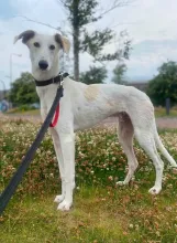 🐾Bolt, Lurcher, Male, 10 Months Old, Large, White & Fawn, Short Hair. 🐶