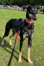 Ivy, Lurcher, Female, Approximately 1 - 2 Years Old, Black and Tan, Medium, Short Hair. 