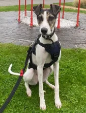 Dolly, Lurcher, Female, Approximately 1 year old, Medium to Large, White/Brown & Brindle, Short Hair