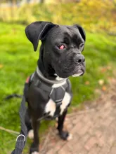 Blossom, Boxer Cross, Female, Approximately 10 Month to 1 Year Old, Black & White, Large, Short Hair.