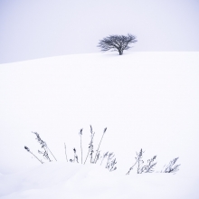 'Lone Tree and Ferns' by Brian Clarke (Monochrome category)
