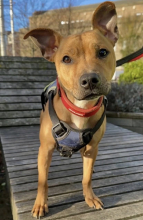 Staffie Cross, Female, Approximately 2 - 4 years old, Tan & White, Small to Medium, Short Hair