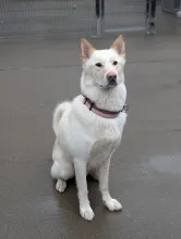 Angel, Husky/German Shepherd, Male, 3.5 Years Old, White/Cream, Large, Thick Short Hair.