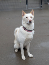 Angel, Husky/German Shepherd, Male, 3.5 Years Old, White/Cream, Large, Thick Short Hair.