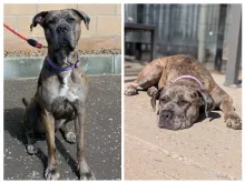 Ava, Cross Breed, Female, 2 - 3 Years Old, Grey Merle, Large, Short Hair.