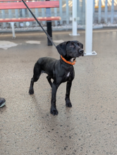 Bonnie, Mongrel, Female, 5 to 6 Months Old, Black & White, Medium, Short Haired. 