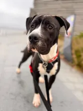 Ollie, Cross Mastiff, Male, Approximately 6-8 Months Old, Large, Black & White, Short Hair.