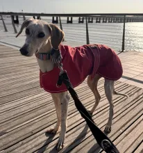 Stanley, Lurcher, Male, Approximately 5 Years Old, Cream with Tan/ Grey Brindle, Large, Short Hair. 