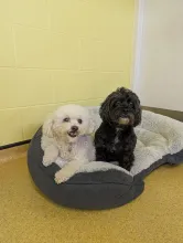 Lucy & Lexie