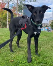 Dusk, Cross Breed, Male, 9 Months Old, Black & White, Large, Short Hair. 