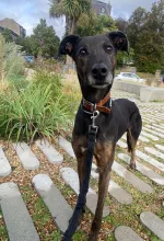 Sparky, Lurcher, Male, Approximately 10 Years Old, Brindle, Large, Short Hair