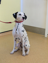 Marshall, Dalmatian, Male, 2 Years Old, White & Black, Large, Short Hair