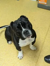 Glen, Pocket Bully, Male, Approximately 3-4 Years Old, Medium, Short Hair. 