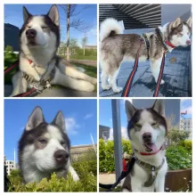 Pablo, Cross Husky, Male, 4.5 Years Old, Brown Sable & White, Medium to Large, Dense Coat.