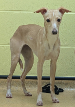 Sophie, Whippet cross Chihuahua, Female, 9 Months Old, Fawn & White, Small, Short Hair.