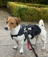 Winter, Jack Russell, Female, 1.5 Years Old, Tri Colour, Small, Short Hair.