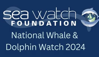 National Whale and Dolphin Watch 2024 Image
