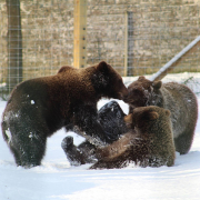 Christmas at Camperdown Wildlife Centre image